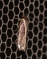 Chaliniastis astrapaea