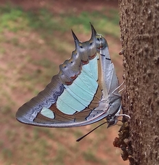 Polyura agraria