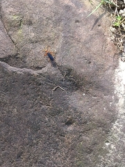 Leptodialepis bipartitus