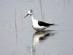 Himantopus himantopus