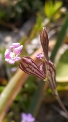 Silene secundiflora