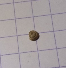 Bathyomphalus contortus