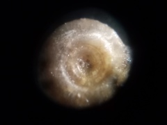 Bathyomphalus contortus