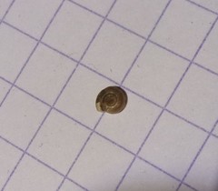 Bathyomphalus contortus