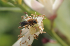 Hymenoptera