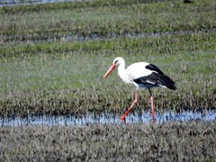 Ciconia ciconia