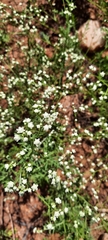 Parthenium hysterophorus image