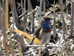 Luscinia svecica