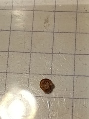 Bathyomphalus contortus