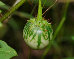 Solanum prinophyllum