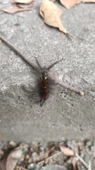 Dasychira chekiangensis