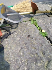 Teleogryllus occipitalis