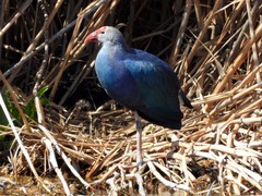 Porphyrio poliocephalus