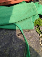 Teleogryllus occipitalis