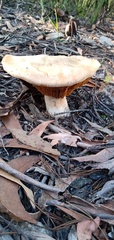 Cortinarius sublargus