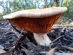 Cortinarius sublargus