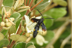 Laeviscolia frontalis