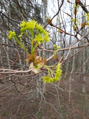 Acer platanoides