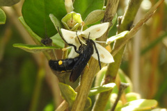 Laeviscolia frontalis