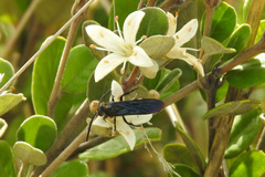 Laeviscolia frontalis