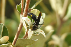 Laeviscolia frontalis