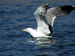 Larus armenicus