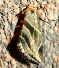 Plagiomimicus tepperi