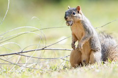 Fox Squirrel photo 3