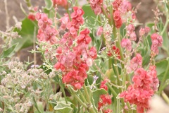 Rumex vesicarius