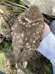 Athene noctua indigena