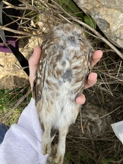Athene noctua indigena
