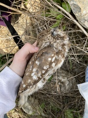 Athene noctua indigena