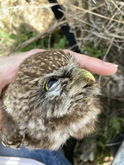 Athene noctua indigena