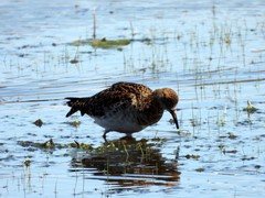 Calidris pugnax