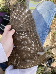Athene noctua indigena