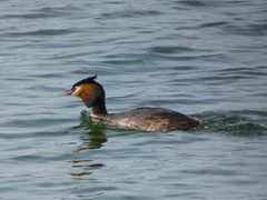 Podiceps cristatus