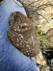 Athene noctua indigena