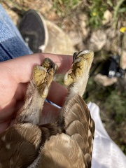 Athene noctua indigena