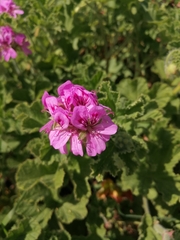 Pelargonium cucullatum