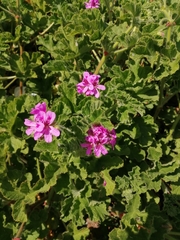 Pelargonium cucullatum