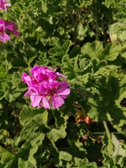 Pelargonium cucullatum