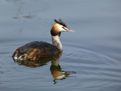 Podiceps cristatus