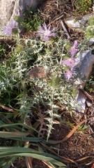 Galactites tomentosus