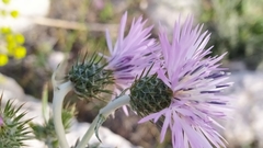 Galactites tomentosus