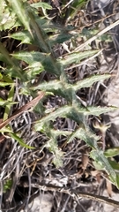 Galactites tomentosus