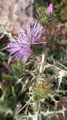 Galactites tomentosus