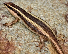 African Striped Mabuya photo 2