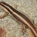 Eastern Striped Skink - Photo (c) Peter Vos, some rights reserved (CC BY-NC), uploaded by Peter Vos
