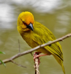 Ploceus subaureus subaureus