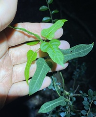 Parsonsia leichhardtii